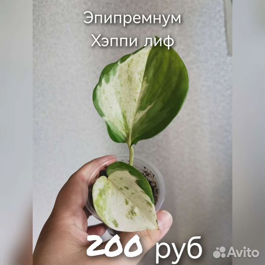 Фикусы, эпипремнумы, крассула