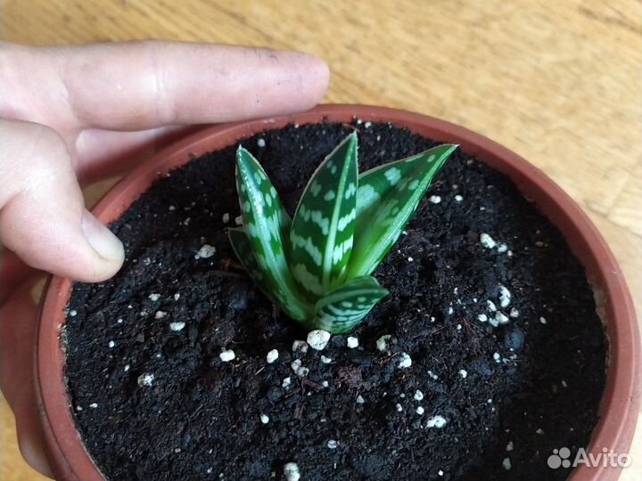 Тигровый Алоэ 