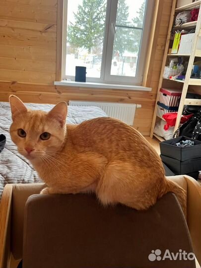 Жёлтый котямбра - в хорошие ручки