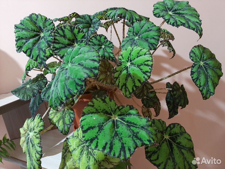 Бегонии сортовые