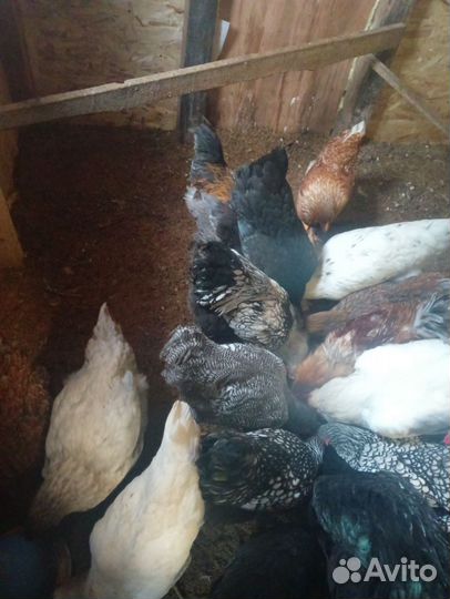 Молодые петушки