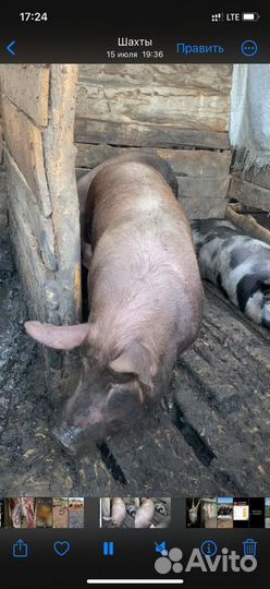 Мясо свинина домашняя