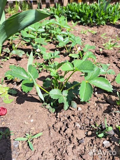 Рассада ремонтантной клубники