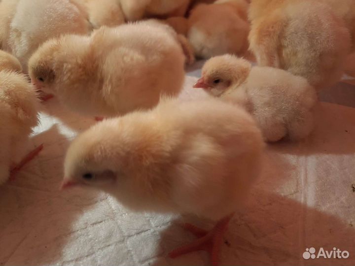 Суточный бройлер