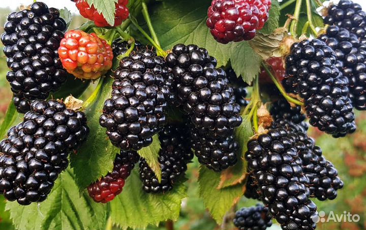 Посадочный материал