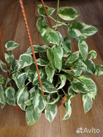 Сциндапсус,эпипремнум