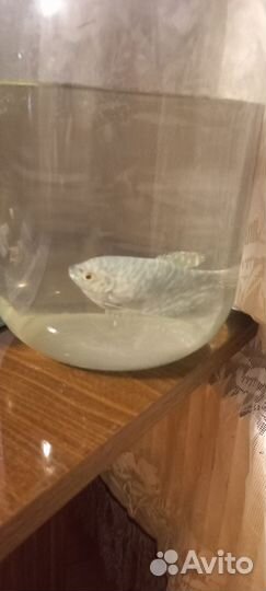 Аквариумная рыбка Мраморный гурами