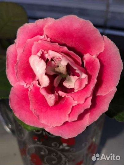 Глоксиния махровая