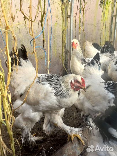 Молодые петухи Брама колумбийская