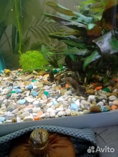 Моллинезии, сомики коридорасы