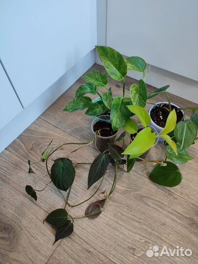 Комнатные цветы