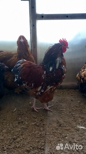 Петухи породистые