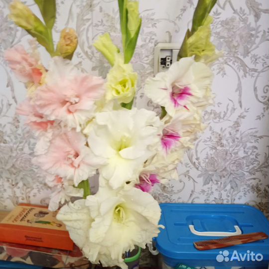Гладиолусы луковицы, ацидантера