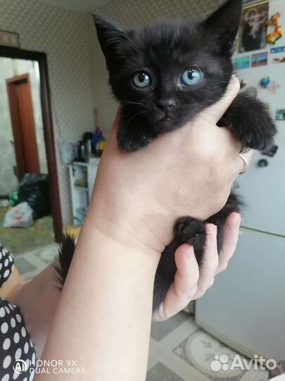 Породистые котята