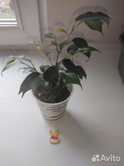 Фикус Бенджамина