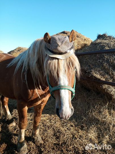 Заездка лошади