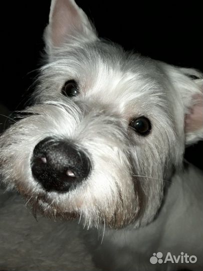 Вест-хайленд-уайт-терьер, девочка для вязки