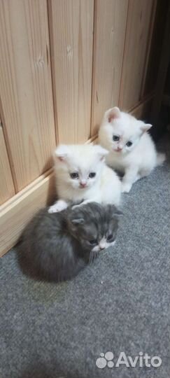 Шотланские вислоухие котята