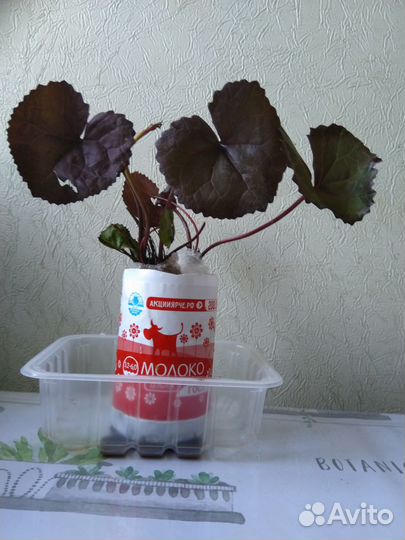Бузульник