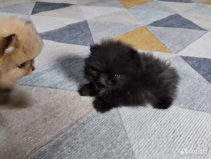 Шпиц. Доставка. Мишки Бу