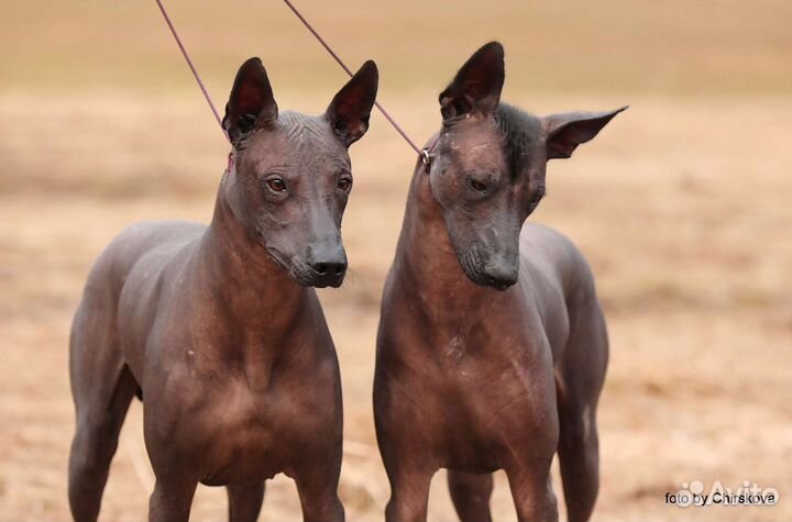 Вязка, ксолоитцкуинтли (Мексиканская голая собака)