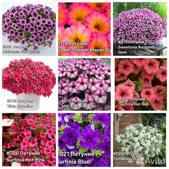 Вегетативная петуния