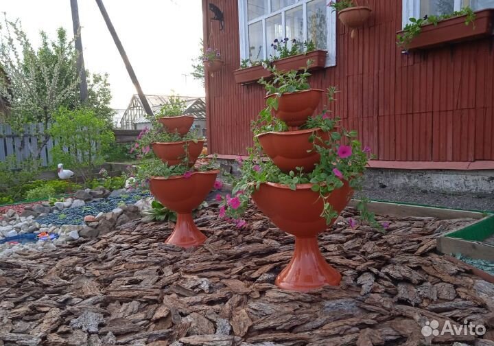 Кора сосны лиственницы