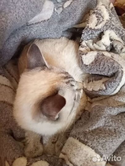 Кошка в дар
