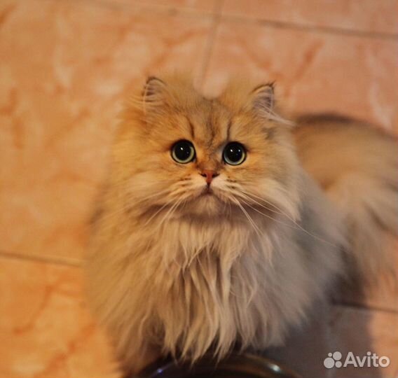 Британские котята