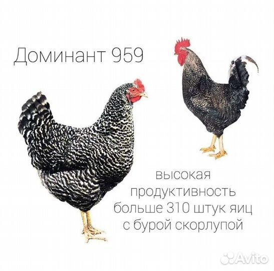 Петухи доминант 959