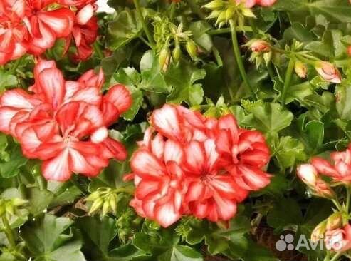 Пеларгония