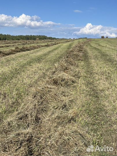 Продам сено в рулонах