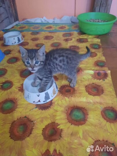 Бенгальские котята