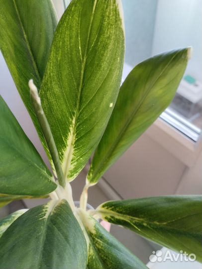 Аглаонема White lime