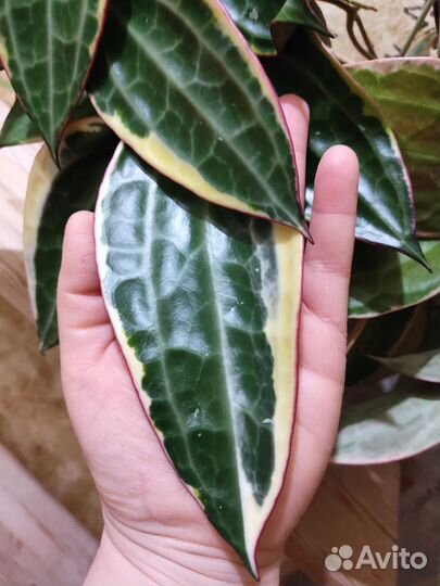 Хойи Альбомаргината, Кримсон Квин