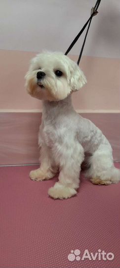 Грумер стрижка собак