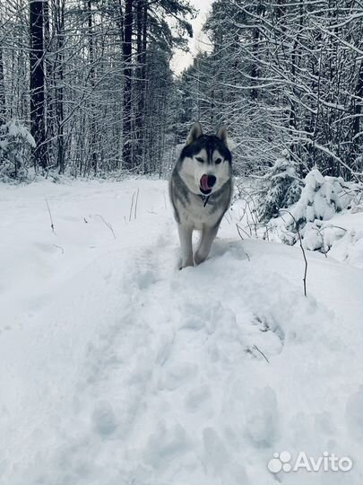 Хаски вязка