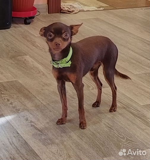 Мини той-терьер