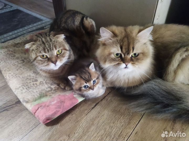 Котик шотландской породы