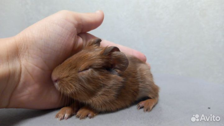 Морская свинка