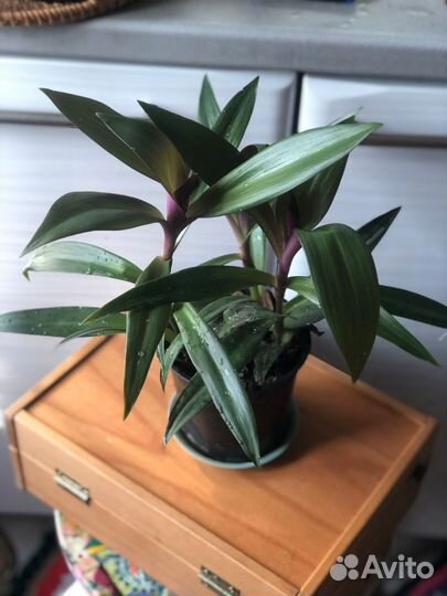 Традесканция рео