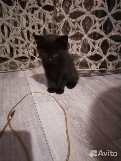 Британские котята