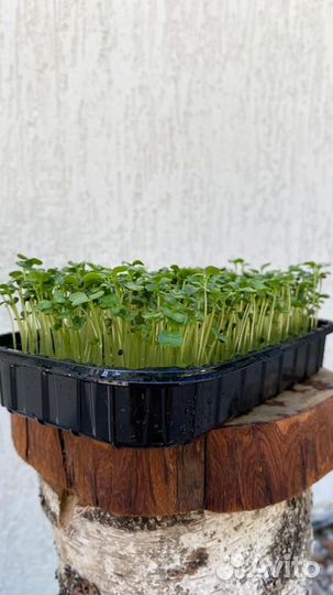 Микрозелень