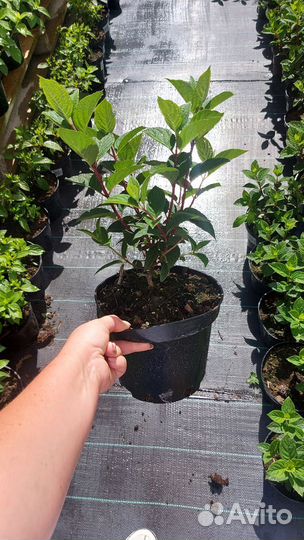 Гортензия Самарская Лидия