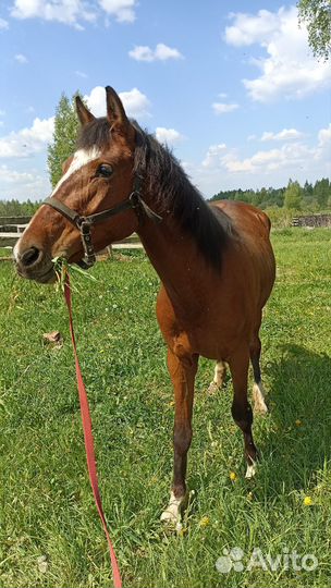 Кобыла 3 года