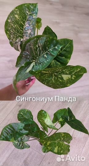 Комнатные растения.Сингониумы сортовые