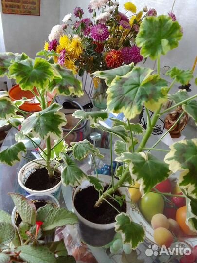 Пеларгония герань