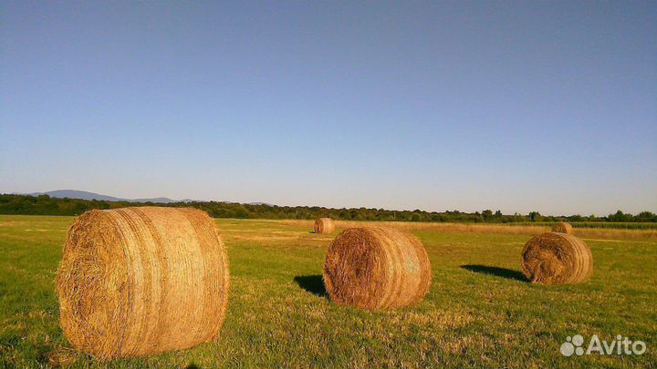 Сено в тюках