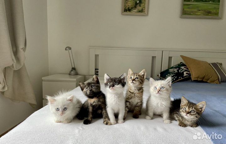 Котята ждут маму