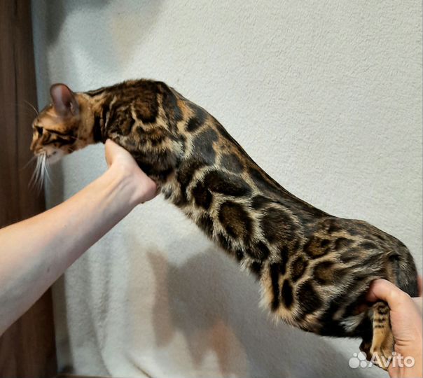 Котик угольная сепия